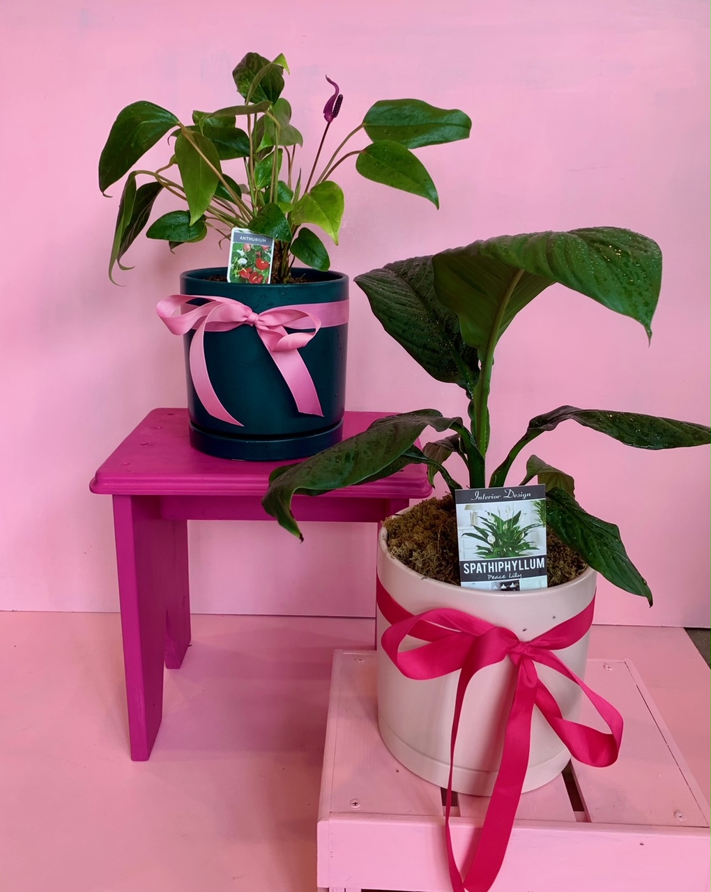 5 Christmas gift ideas for plant lovers